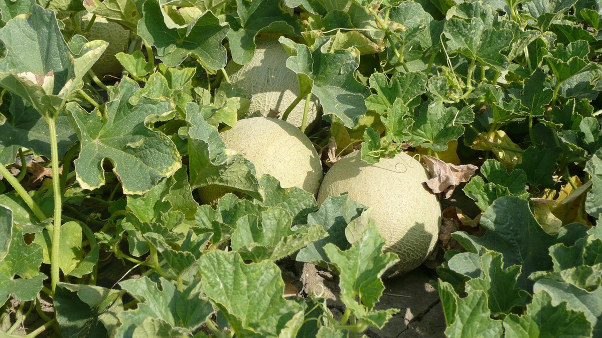 Cómo proteger a las sandías y melones de los daños solares.jpg